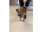 Adopt Valentina a Doberman Pinscher, Mixed Breed