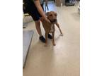 Adopt Luna a Doberman Pinscher, Mixed Breed