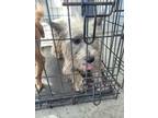 Adopt Maggie a Schnauzer, Mixed Breed