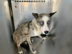 Adopt Juni a Australian Shepherd, Mixed Breed