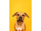 Adopt Penny a Boxer, Mixed Breed