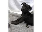 Adopt Sperry a Pit Bull Terrier