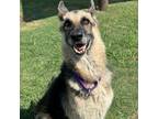 Adopt Nymeria a German Shepherd Dog