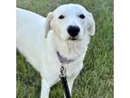 Adopt Marshmallow Fluff a Great Pyrenees