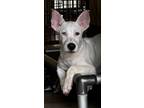 Adopt Baby Girl a Terrier, Mixed Breed