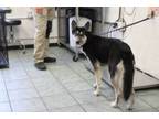 Adopt Rachel a Husky, Mixed Breed