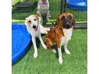 Adopt Ariel a Great Pyrenees