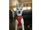Adopt Trixie a Mixed Breed