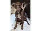 Adopt Almond Joy a Mixed Breed
