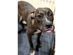 Adopt Bootsie a Mixed Breed