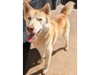 Adopt Reba a Husky, Mixed Breed