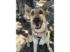 Adopt Daisy a Mixed Breed