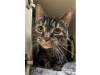 Adopt CHESSIE a Domestic Short Hair