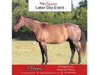 AQHA Blue Roan Gelding