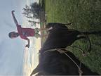 Broke welsh mare with foal