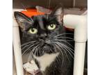Adopt Alora a Domestic Short Hair