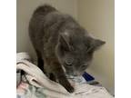Adopt 20600 a Domestic Short Hair