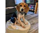 Adopt Betty Boo a Beagle