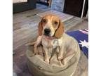 Adopt Bunny a Beagle