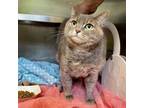 Adopt Tabitha a Domestic Short Hair
