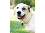 Adopt FiFi a Great Pyrenees, Hound