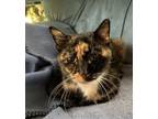 Adopt Rosemary a Domestic Short Hair