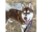 Adopt Tiramisu a Siberian Husky