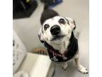 Adopt Roxy a Beagle, Mixed Breed