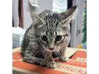 Adopt Lilac a Domestic Short Hair