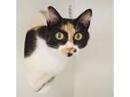 Adopt Faith a Domestic Short Hair