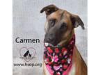 Adopt Carmen a Shepherd