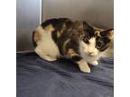 Adopt Winnie a Domestic Short Hair