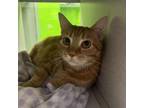 Adopt Cora a Domestic Short Hair