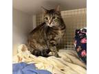 Adopt Trisha a Domestic Short Hair