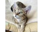 Adopt Cleopatra a Domestic Short Hair