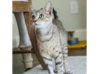 Adopt Dalilah a Domestic Short Hair