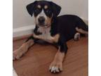 Adopt Katie a Greater Swiss Mountain Dog, Labrador Retriever