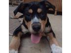 Adopt Daisy a Greater Swiss Mountain Dog, Labrador Retriever