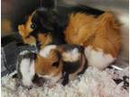 Adopt Mummy Pig a Guinea Pig