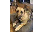 Adopt Spirit a German Shepherd Dog, Mixed Breed