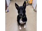 Adopt Ruth a Pharaoh Hound, Black Labrador Retriever