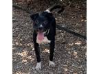 Adopt Stacey a Labrador Retriever, Mixed Breed