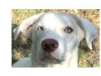 Adopt Baby Bean a Labrador Retriever, Great Pyrenees