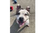 Adopt Story a Pit Bull Terrier, Mixed Breed