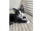 Adopt Chili - VC a Domestic Short Hair