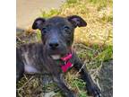 Adopt Josie a Mixed Breed