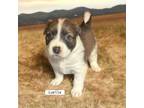 Adopt Luella a Mixed Breed