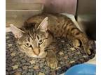 Adopt Honey 21C-0373 a Domestic Short Hair
