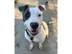 Adopt Bessie a American Staffordshire Terrier