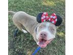 Adopt Josie a American Staffordshire Terrier